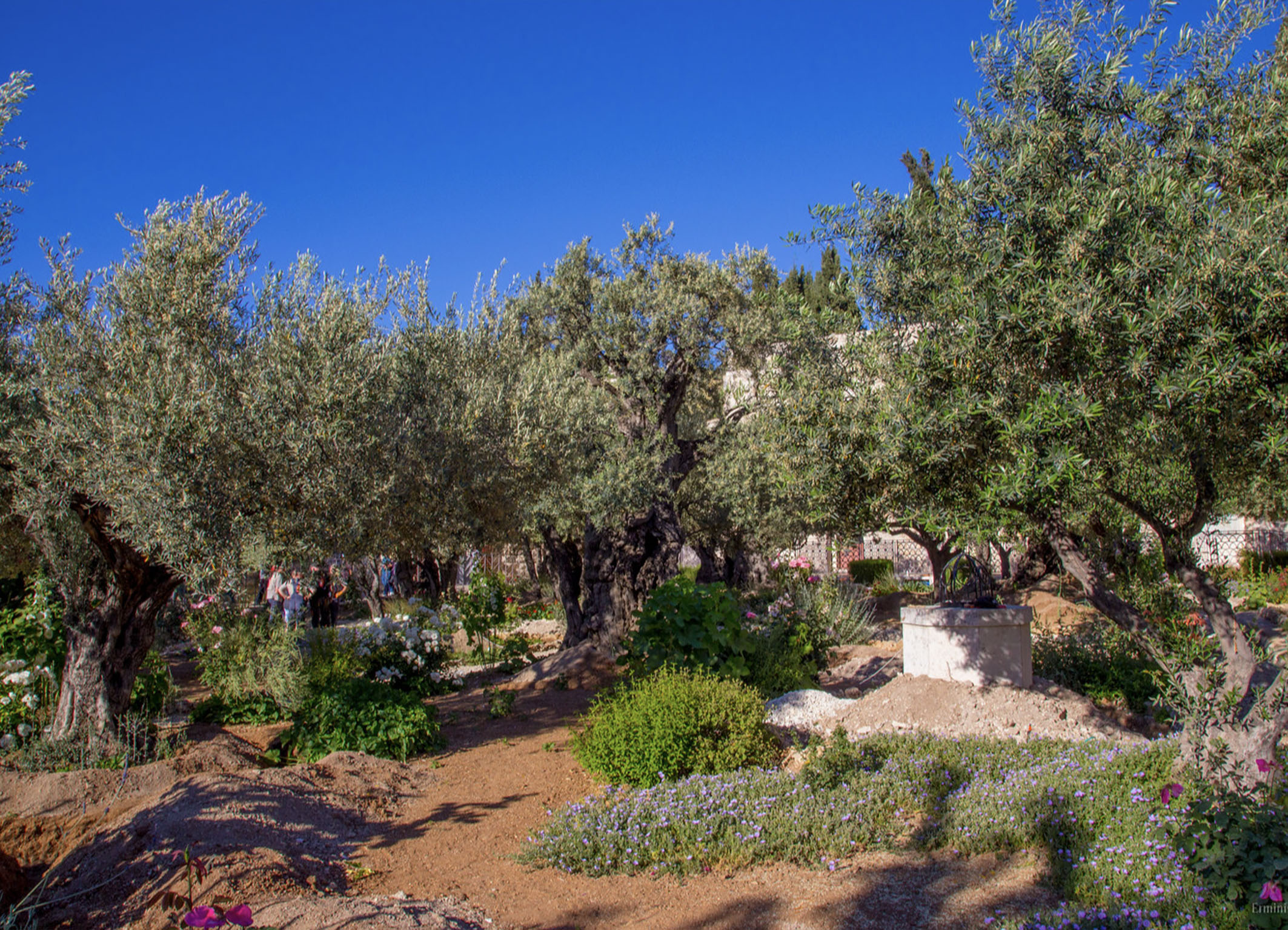 Jardin des Oliviers de Gethsémani